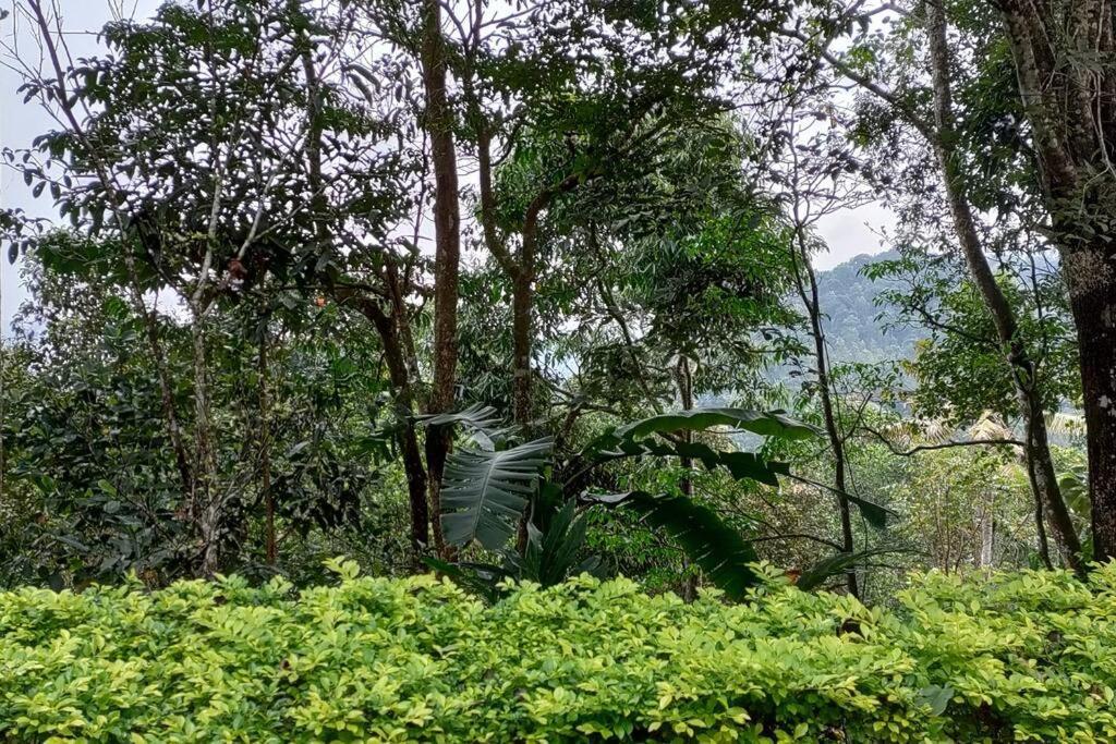 Coffee Camp Home Stay With Tree House Kattappana Exterior foto