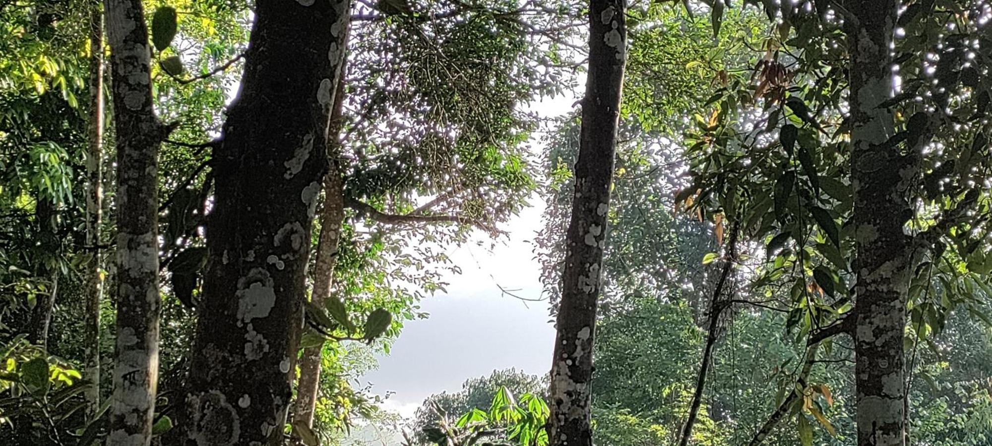 Coffee Camp Home Stay With Tree House Kattappana Exterior foto